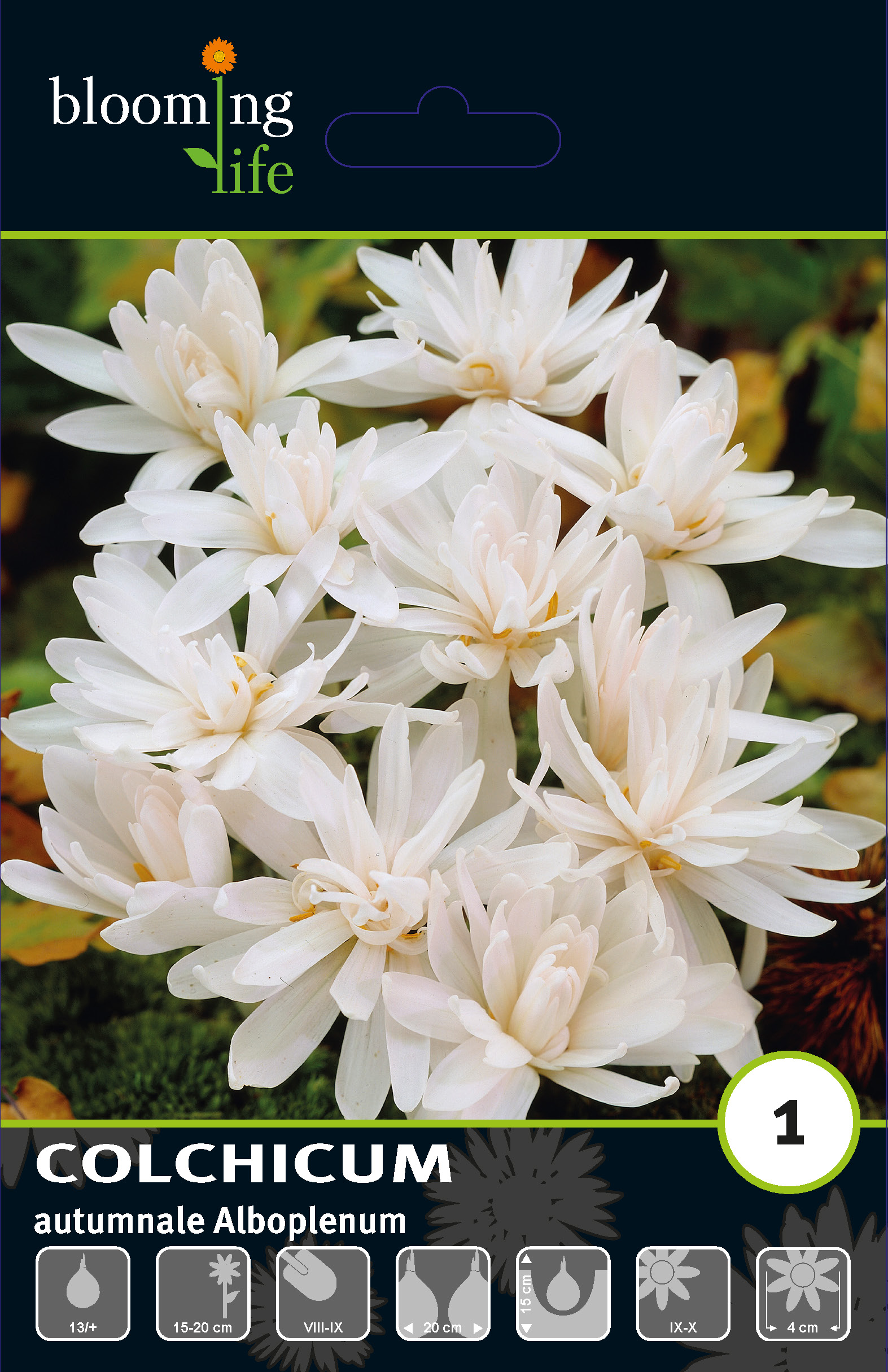 Колхикум осенний Альбопленум